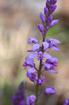 Racemed milkwort